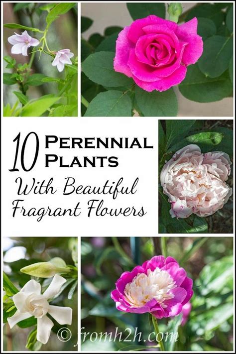 Fragrant Flowers 10 Perennial Plants With The Most Beautiful Scent