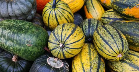 45 Types Of Squash A To Z Photos Butter N Thyme