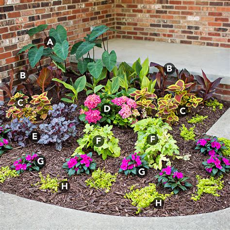 Hardy in zones 5 to 8, the plants need rich, acidic, moist soil that drains easily. Pro Shade Garden Tips & Design Ideas - FloraExplorer