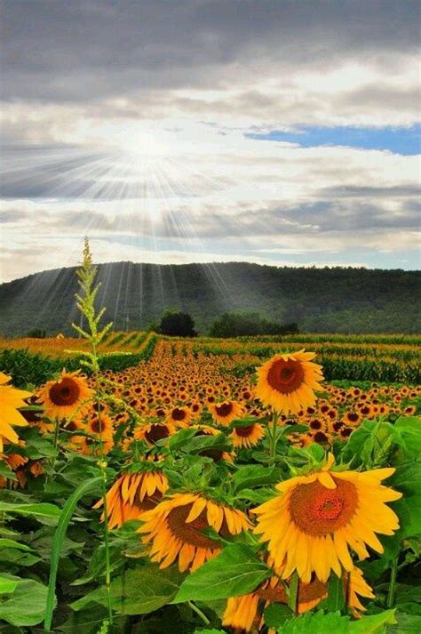 Field Of Dream Flowers Bing Images Sunflower Pictures