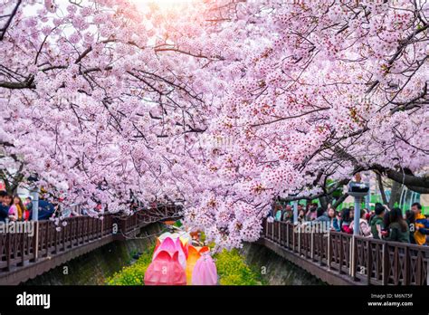 Los Cerezos En Flor En Primavera Jinhae Gunhangje Festival Es El Mayor