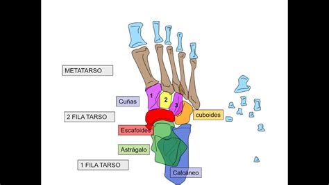 Huesos Del Del Pie Anatomía Pedagógica Youtube