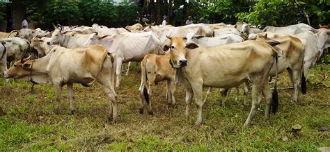 Ahh, jangan bicara tentang menu ayam kampung saja daripada beli di luar mahal, mengapa tak berpikir untuk jadi peternaknya ya? Ternak Sapi Kota Bandung: Ternak Sapi Australia
