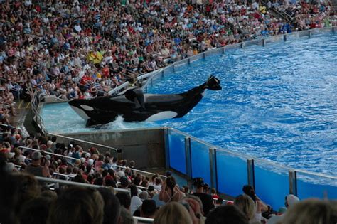 Biggest Orca In Captivity Flickr Photo Sharing