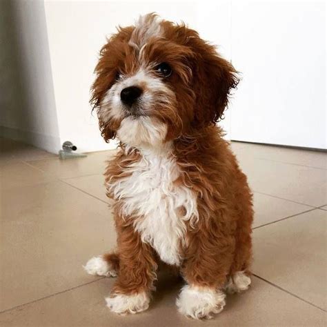 All of our cavoodles are vaccinated, wormed, flea treated, microchipped and dna health tested for over 30 different. Chevromist Cavoodle Puppy Lily | Cavapoo welpen ...