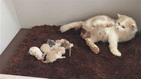 Cat Giving Birth Cat Gives Birth To 6 Kittens Cat Birth Birth