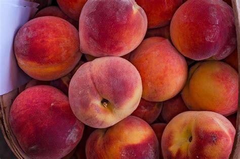 North Carolina Peach Growers Pleased With 2019 Crop The Coastland Times The Coastland Times