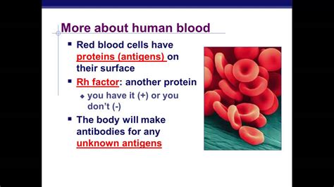 Codominance in humans is exemplified by individuals with type ab blood. Codominance - YouTube