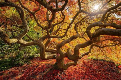 Japanese Maple Tree Wallpapers Wallpaper Cave