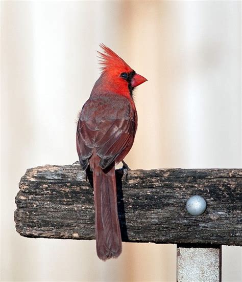 Male Northern Cardinal Birds And Blooms