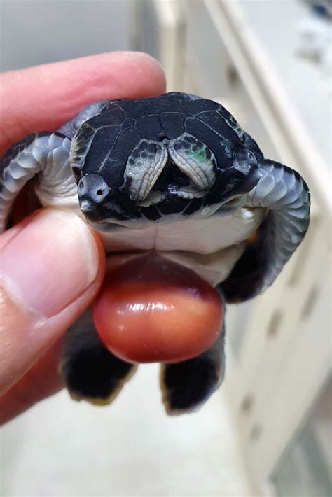 A Two Headed Turtle Hatchling A Rare Occurrence Of Polycephaly Olive