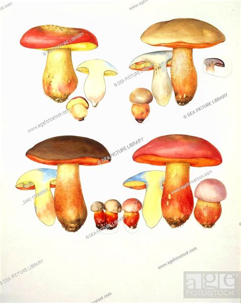 Botanical Mushrooms Variety Boletacee Boletus Regius Luridus