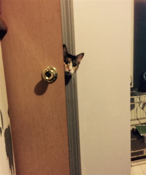 Cat Peeking In Room Rmemetemplatesofficial