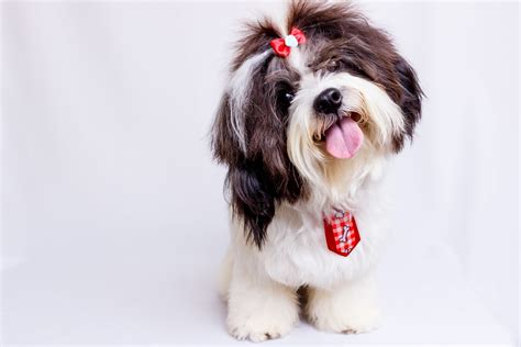 10 Things You Need To Know Before Adopting A Shih Tzu