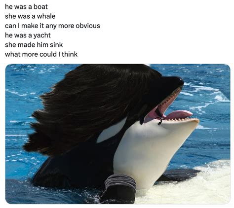 Theyre Orca Nizing 31 Killer Orca Whale Memes Funny Gallery