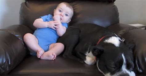 Come take a look at the collection of memes we have for you and share them with your friends and family! Baby poops in diaper next to dog. Dog's response has ...