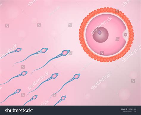 Sperm Egg Cell Fertilization Vector Vector De Stock Libre De Regalías