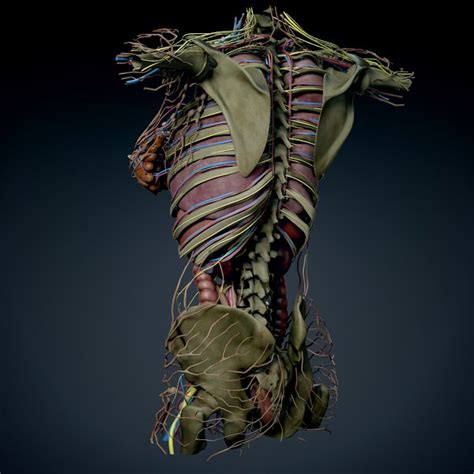 This is a anatomy study covering the upper torso of a female. Human Female Torso Anatomy 3D Model MAX OBJ 3DS FBX C4D ...