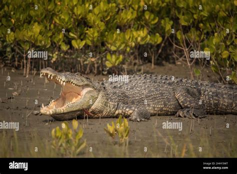 Saltwater Crocodile Crocodilus Porosus West Bengal India Stock Photo