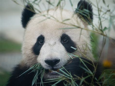 Giant Pandas Are No Longer Endangered National Geographic Education