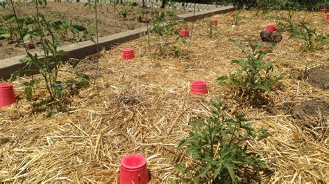 When To Plant Your Tomato And Pepper Plants In Denver