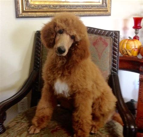 Mary & scott olund cabpudel@gmail.com 415.457.4648 Sunny - Standard Poodle Puppy