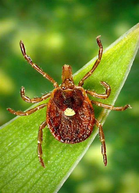 Red Meat Allergies Caused By Lone Star Tick Bites And Alpha Gal