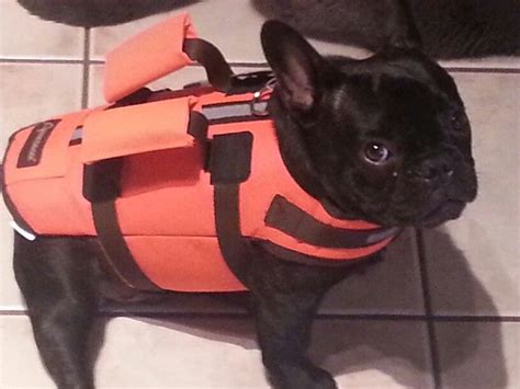 Don't miss what's happening in your neighborhood. French bulldog life jacket | French bulldog, Bulldog, Pet ...