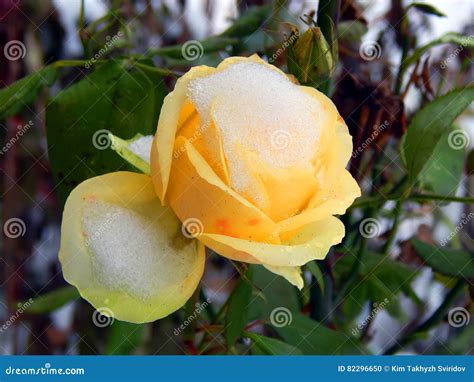 Yellow Rose In The Snow Stock Photo Image Of Garden 82296650