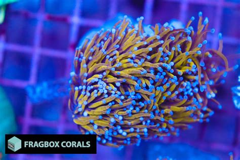 Gold Torch Corals Frag Box Corals