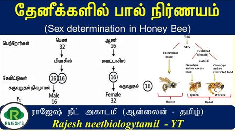 Sex Determination In Honeybee Tamil தேனீக்களில் பால் நிர்ணயம் தமிழ் Youtube