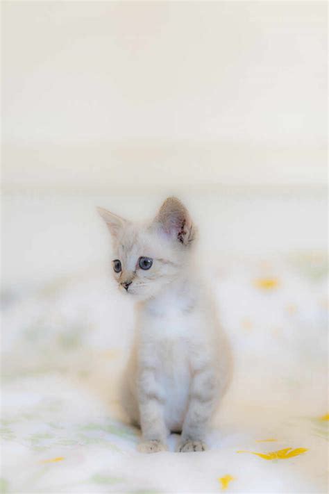 Cute Kitten Pictures File Cute Grey Kitten  Wikimedia Commons