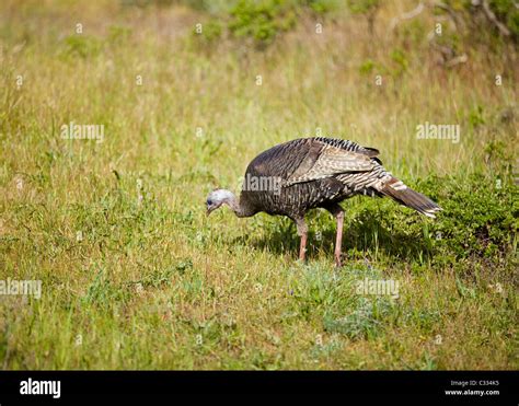 A Female North American Wild Turkey Meleagris Gallopavo In Grassy