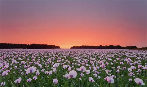 Our Earth In Poppies Fields Flowers Sunsets Nature Poppies Hd