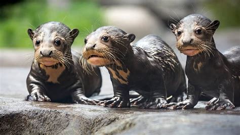 Giant Otter Babies Giant River Otter Otter Pup Otters Cute