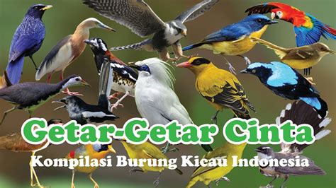 Kompilasi 100 Burung Kicau Indonesia Youtube