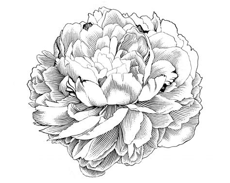 Simple Peony Drawing At Getdrawings Free Download