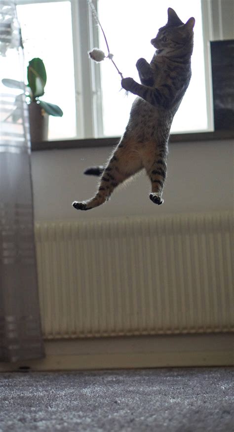 Psbattle This Cat Jumping High Photoshopbattles