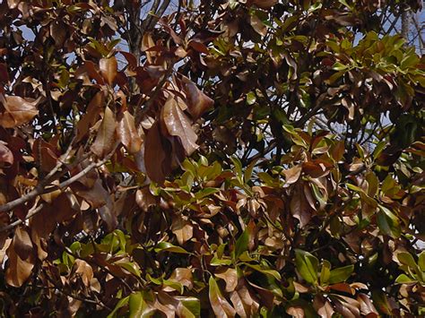 Whats Causing Magnolia Tree Leaves Turning Brown