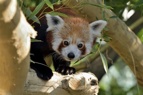 Zoo Vienna Red Pandas Move To Expanded Enclosure Red