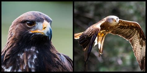 Birds Of Prey In Ireland Where To See The Top 7