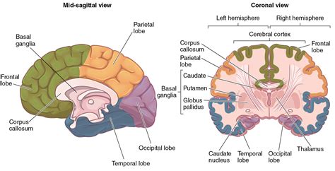 Log On To Constellation Hemisphere Cerebral Cortex Corpus Callosum