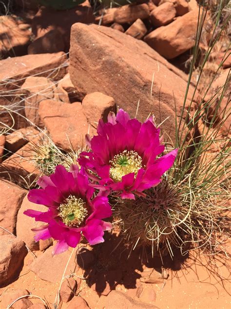 Free Images Cactus Desert Flower Petal Bloom Soil Botany Flora