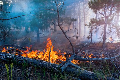 The Impact Of Forest Fires On Air Pollution Acw