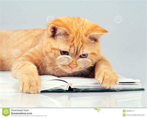 Cat Reader Stock Photo Image 49400114