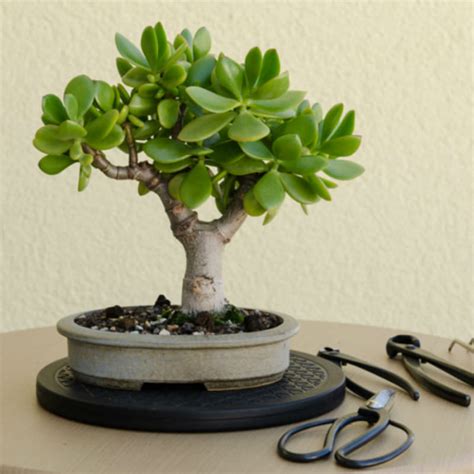 4 Steps To Prune The Perfect Jade Bonsai World Of Succulents