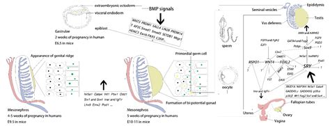 Ijms Free Full Text Early Gonadal Development And Sex Determination