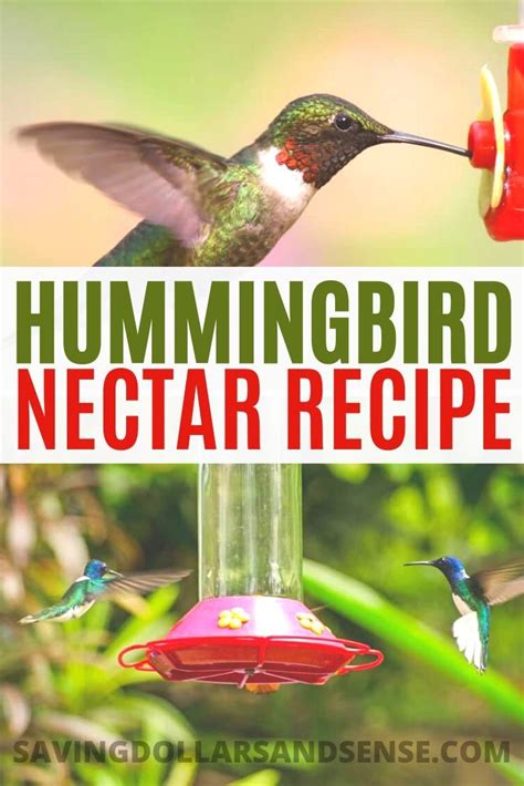 Wondering how to make hummingbird food for your feeder? DIY This Easy Hummingbird Nectar Recipe - Saving Dollars ...