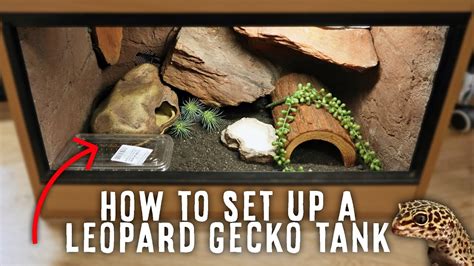 A Beginner S Guide To Setting Up A Leopard Gecko Tank HousePetsCare Com