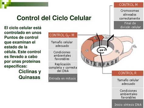 Ppt Reproducción Celular Continuidad De La Vida Powerpoint